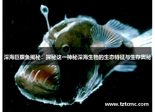 深海巨腹鱼揭秘：探秘这一神秘深海生物的生态特征与生存奥秘